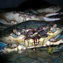 Blue Crab