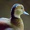 Ringed Teal