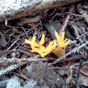 Yellow Stagshorn