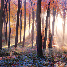 Woodland Beauty by Ceri Jones - Landscapes Forests ( season, tree, autumn, su, oxfordshire, woodland, morning, woods, rays )