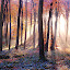 Woodland Beauty by Ceri Jones - Landscapes Forests ( season, tree, autumn, su, oxfordshire, woodland, morning, woods, rays )