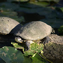 Red-eared Slider