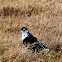 Augur Buzzard