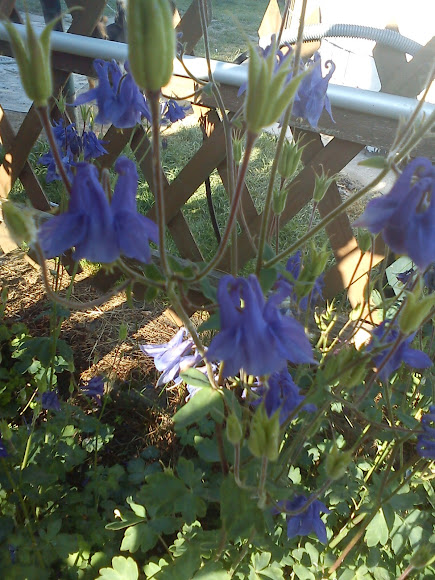Spotting Image 1