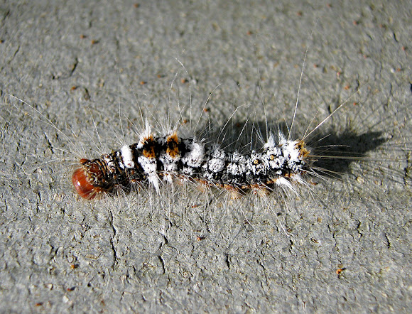 Spotting Image 1