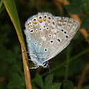Common Blue
