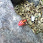 Red Cotton Stainer (Nymph)