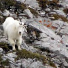 Mountain Goat