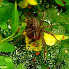Pennsylvania Grass Spider