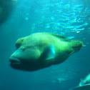 Humphead wrasse