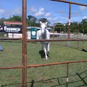 Mongoliath Horse