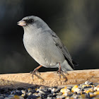 Dark-Eyed Junco