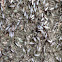Subterranean Termite Alates