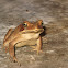 Sapo