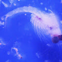 Mysid Shrimp