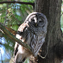 Barred Owl