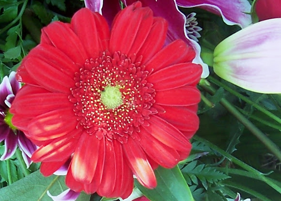 Spotting Image 1