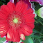 Gerbera daisy