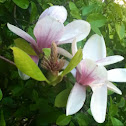 Magnolia