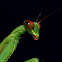Praying Mantis