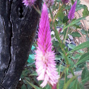 Wheat celosia