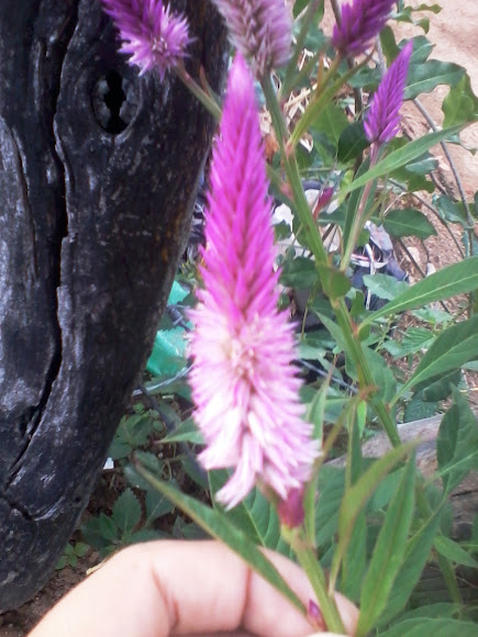 Spotting Image 1