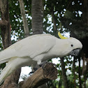 Sulphur-crested Cockatoo