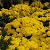 Yellow Mums