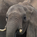 African bush elephant