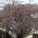 Weeping Cherry Tree