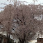 Weeping Cherry Tree