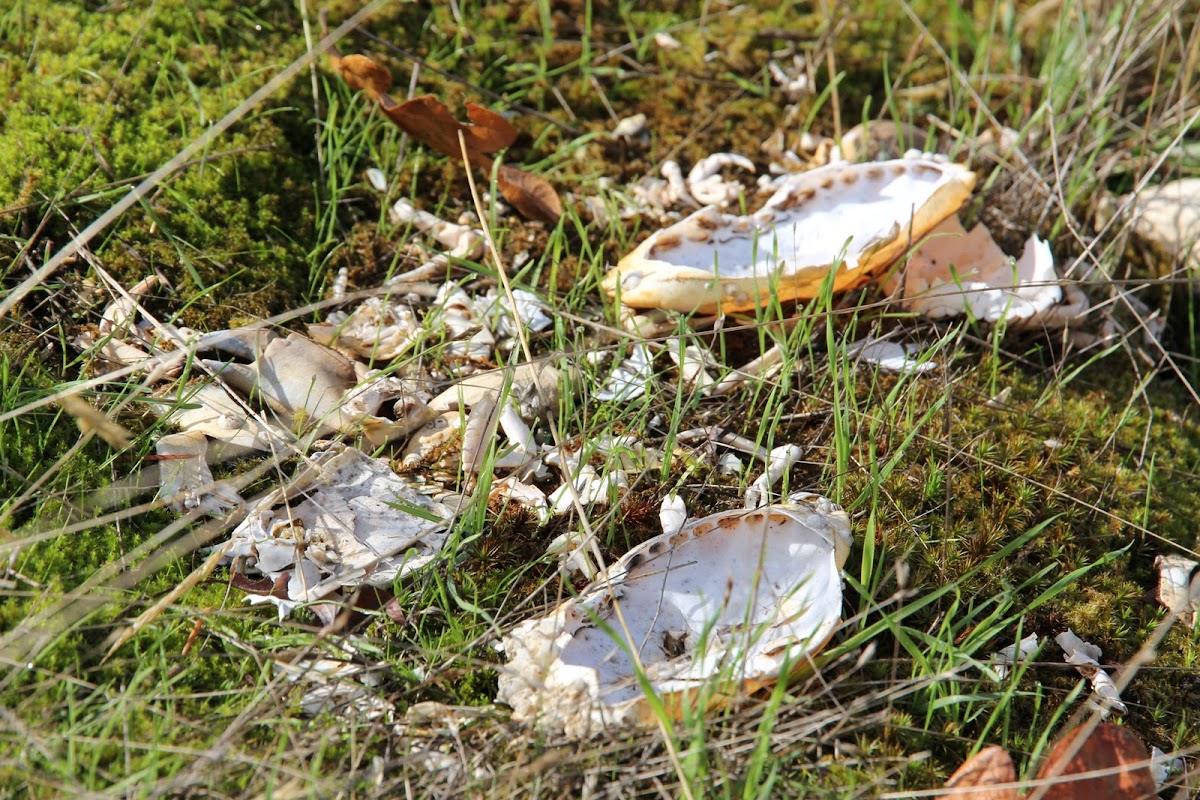Crab shells and legs