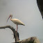 White Ibis