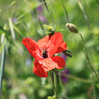 poppy