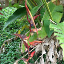hanging heliconia