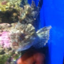 Scorfano nero - black scorpionfish