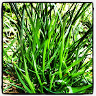 Grass