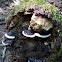 Fomitopsis