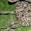 Cascabel - Rattlesnake