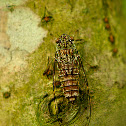 Cicada