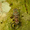 Cicada