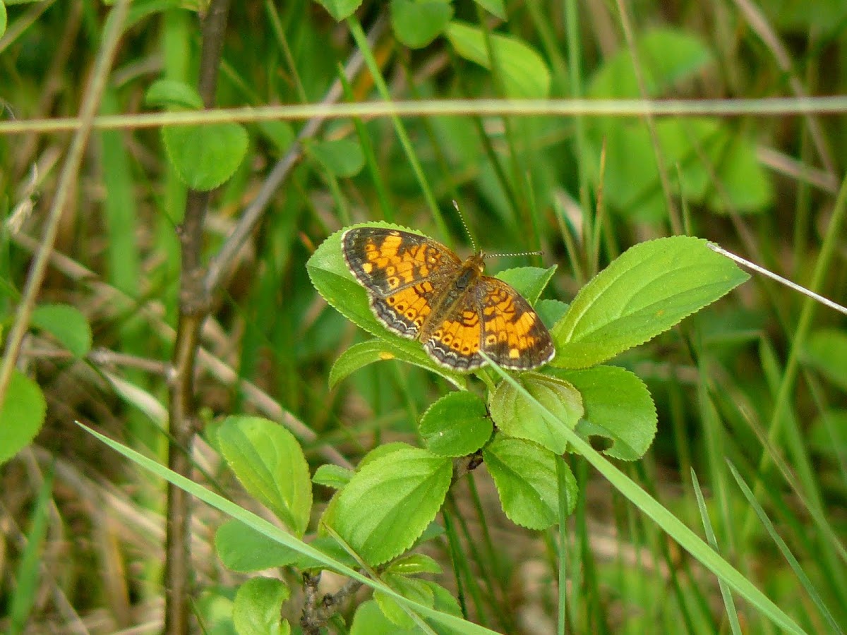 Pearl Crescent