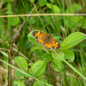 Pearl Crescent