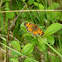 Pearl Crescent