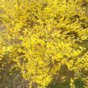 Forsythia