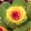 Ornamental cabbage