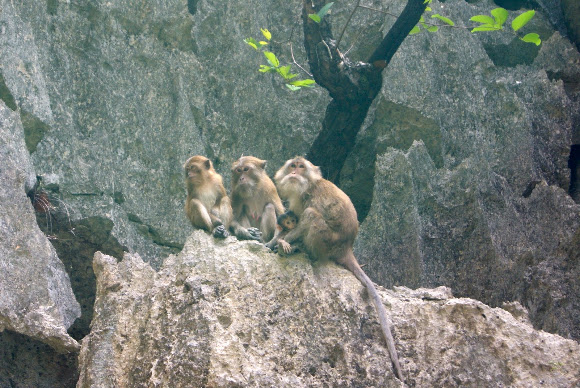 Spotting Image 1
