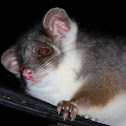 Ringtail possum