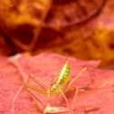 Assassin bug