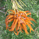 Cedar Apple Rust Gall